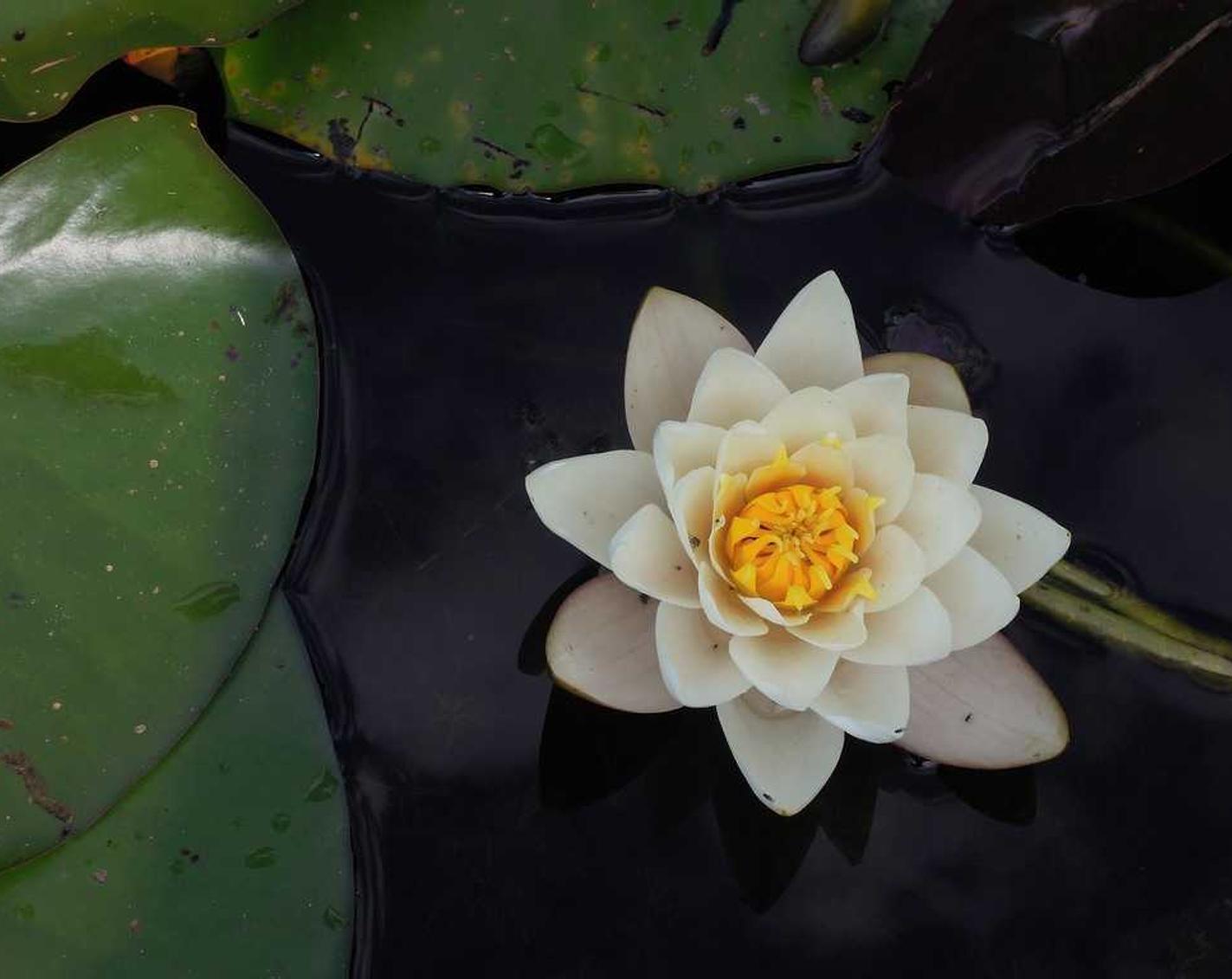 七星柔和(9mg):新页app详情下载教程